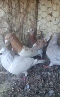 فروش تعداد چند کفتر