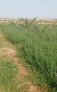 علف
