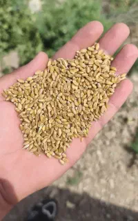 خرید فروش گندم