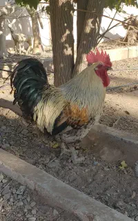 خروس بالغ گلپایگانی