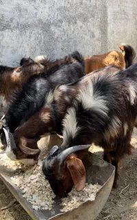 کهره نر چاق