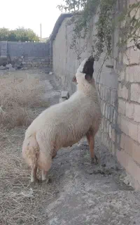 یک راس قوچ