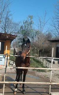 نریان دره شور،سالم بشرط