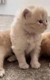 گربه