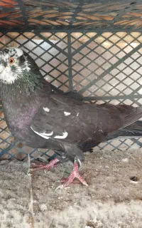 یک لونه کبوتر به شرط پرش وبازی