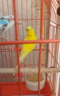 یک جفت مرغ عشق.