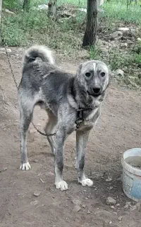 توله سگ معاوضه