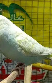 مرغ عشق نر رینبو