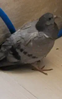 کبوتر پیدا شده