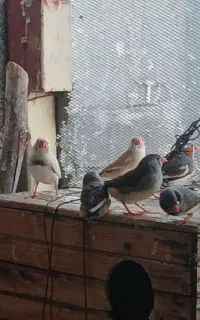 فنچ