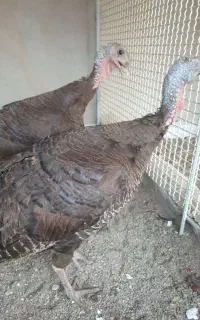دو عدد بوقلمون ماده قطعه دار
