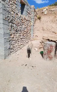 جنسیت نر