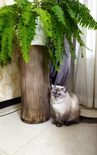 گربه