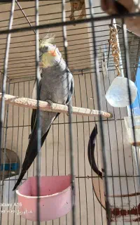 عروس هلندی