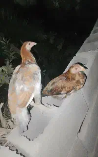 دو عدد مرغ لاری