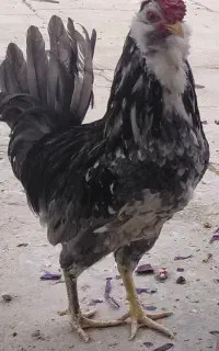 تخم مرغ گلین نطفه دار