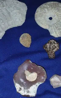 سنگ فسیل