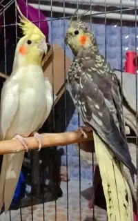 عروس‌هلندی سخنگو چشم شرابی