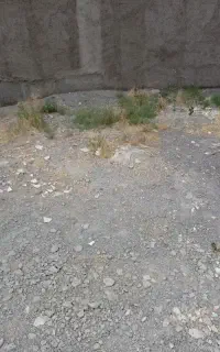کارت استخر صدف