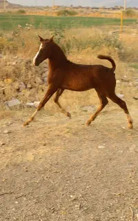 کره ماده استثنایی