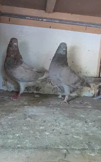 کبوتر
