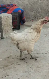 مرغ تخم گذار محلی