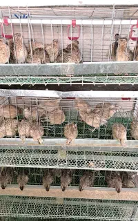 بلدرچین نر