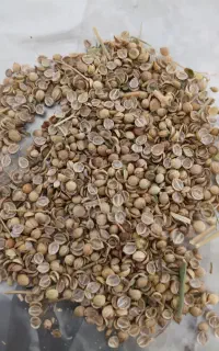 بذر گشنیز