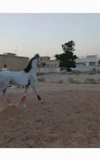 نریون دو. سر عرب کورسی