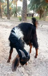 کهره نر ـ گراش