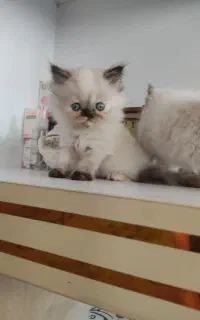 بچه گربه پرشین اصیل چشم ابی