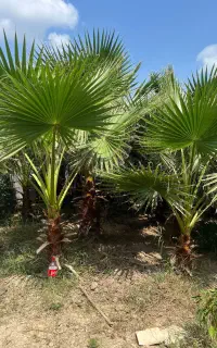 فروش پالم واشنگتنی تنه سرخ
