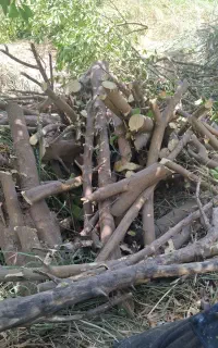 هرس درخت و قطع درخت
