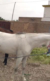 اسب