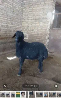 بره قوچ قره قزل اصل مو فر سیم