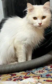 گربه پرشین