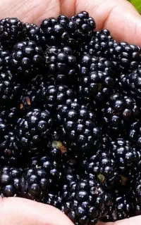 تمشک جنگلی تازه چین