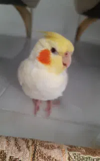 گمشده