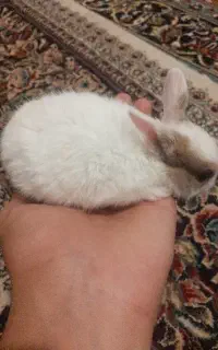 خرگوش سفید