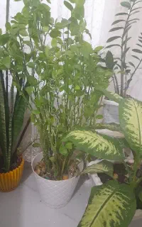 کاه فروش