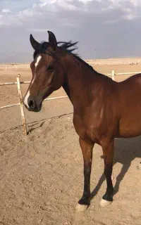 مادیان عرب وارداتی آبستن از سیلمی هیلز