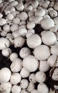 نیرو خانم جهت چیدن قارچ