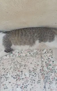 گربه ملوس با دوتا بچه گربه
