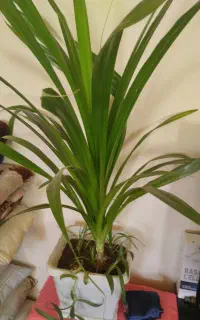 گل بسیار زیبا