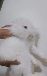 خرگوش نژاد لوپ