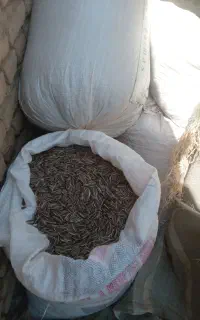 تخم خامs400