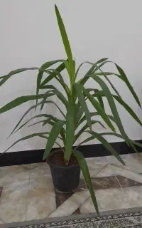 گل طبیعی