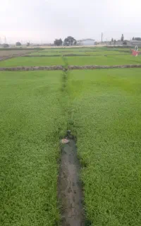 بزر شالی دم سیاه