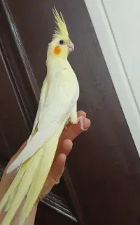 عروس‌هلندی نر