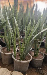 گلدان سانسوریا ، شمشیری